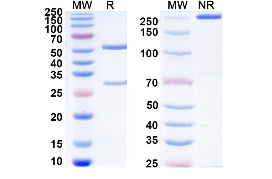 SDS-PAGE - Anti-PSMA Antibody [MLN274] Biosimilar - BSA and Azide free (A340222) - Antibodies.com