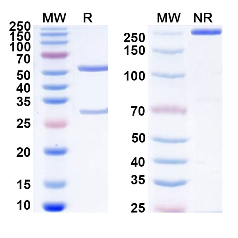 SDS-PAGE - Anti-PSMA Antibody [MLN274] Biosimilar - BSA and Azide free (A340222) - Antibodies.com
