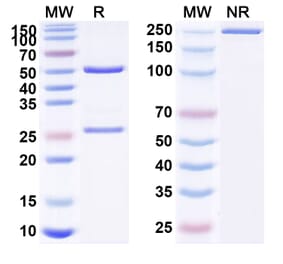 SDS-PAGE - Anti-PSMA Antibody [TLX592] Biosimilar - BSA and Azide free (A340223) - Antibodies.com