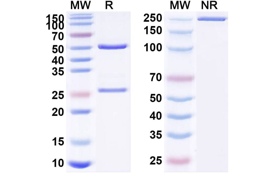 SDS-PAGE - Anti-PSMA Antibody [TLX592] Biosimilar - BSA and Azide free (A340223) - Antibodies.com