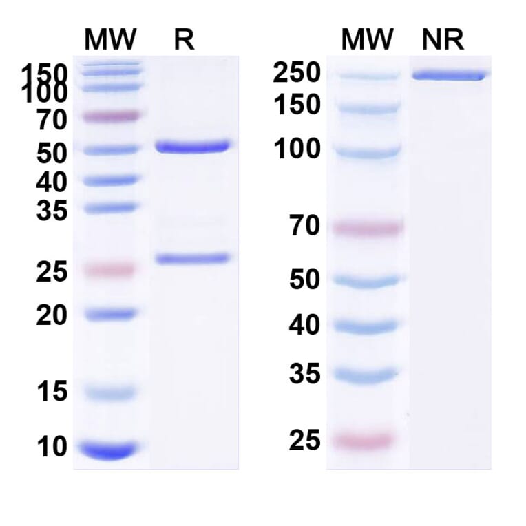 SDS-PAGE - Anti-PSMA Antibody [TLX592] Biosimilar - BSA and Azide free (A340223) - Antibodies.com