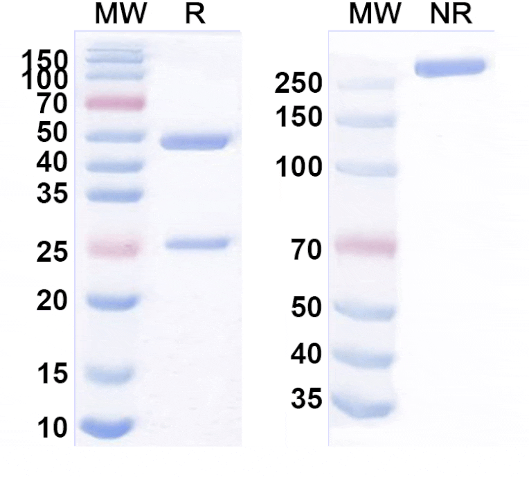 SDS-PAGE - Anti-PVRIG Antibody [COM71] Biosimilar - BSA and Azide free (A340225) - Antibodies.com