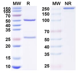 SDS-PAGE - Anti-RANKL Antibody [ALX-141] Biosimilar - BSA and Azide free (A340226) - Antibodies.com