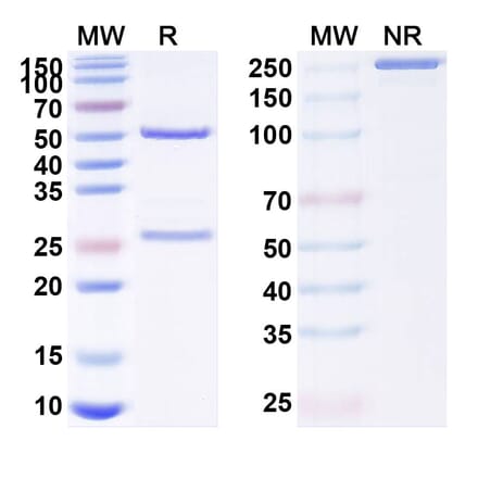 SDS-PAGE - Anti-RANKL Antibody [GB223] Biosimilar - BSA and Azide free (A340227) - Antibodies.com