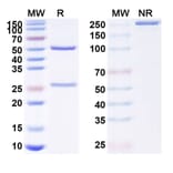 SDS-PAGE - Anti-RANKL Antibody [GB223] Biosimilar - BSA and Azide free (A340227) - Antibodies.com