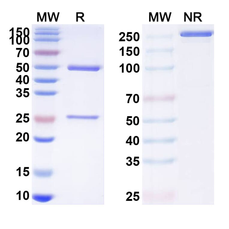 SDS-PAGE - Anti-RANTES Antibody [NI-71] Biosimilar - BSA and Azide free (A340231) - Antibodies.com