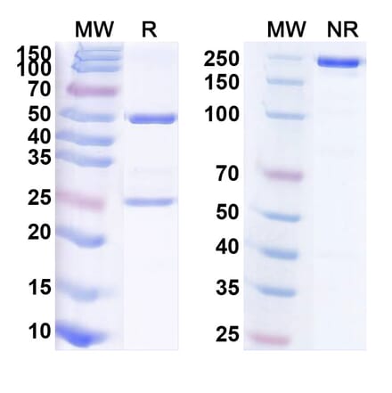SDS-PAGE - Anti-ROR1 Antibody [LCB 71] Biosimilar - BSA and Azide free (A340233) - Antibodies.com