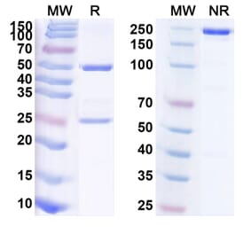 SDS-PAGE - Anti-ROR1 Antibody [JCAR24] Biosimilar - BSA and Azide free (A340234) - Antibodies.com