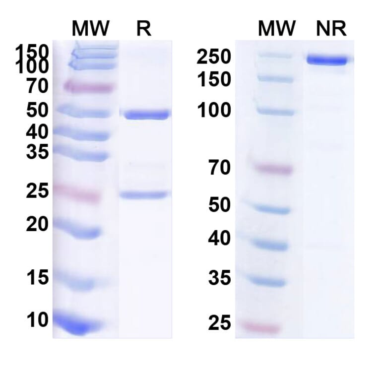 SDS-PAGE - Anti-ROR1 Antibody [JCAR24] Biosimilar - BSA and Azide free (A340234) - Antibodies.com