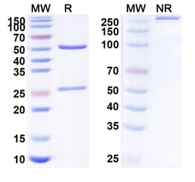 SDS-PAGE - Anti-ROR1 Antibody [VLS 11] Biosimilar - BSA and Azide free (A340235) - Antibodies.com