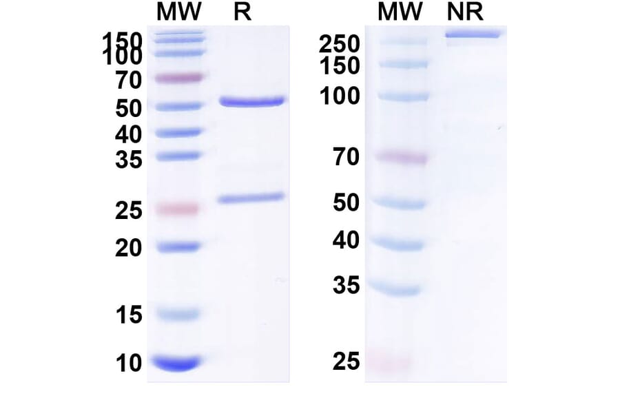 SDS-PAGE - Anti-ROR1 Antibody [VLS 11] Biosimilar - BSA and Azide free (A340235) - Antibodies.com