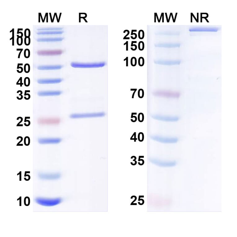 SDS-PAGE - Anti-ROR1 Antibody [VLS 11] Biosimilar - BSA and Azide free (A340235) - Antibodies.com