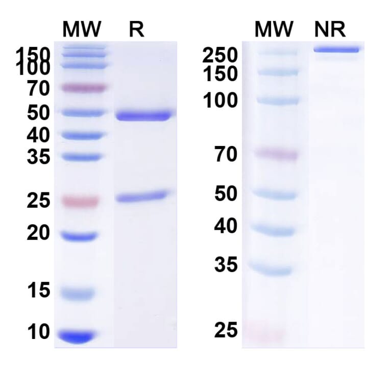 SDS-PAGE - Anti-SARS-CoV-2 Spike Protein Glycoprotein Antibody [9MW 3311] Biosimilar - BSA and Azide free (A340241) - Antibodies.com