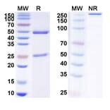 SDS-PAGE - Anti-SARS-CoV-2 Spike Protein Glycoprotein Antibody [ADM382] Biosimilar - BSA and Azide free (A340243) - Antibodies.com