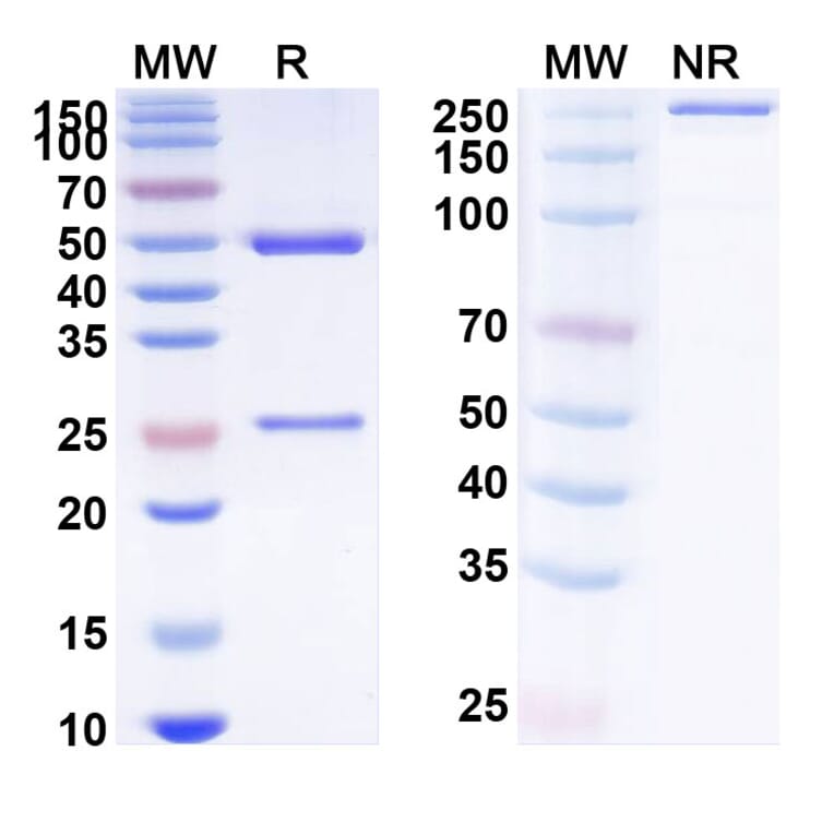 SDS-PAGE - Anti-SARS-CoV-2 Spike Protein Glycoprotein Antibody [TY27] Biosimilar - BSA and Azide free (A340245) - Antibodies.com