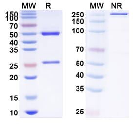 SDS-PAGE - Anti-SIGLEC15 Antibody [AB-25E9] Biosimilar - BSA and Azide free (A340247) - Antibodies.com