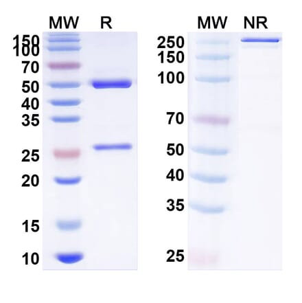SDS-PAGE - Anti-SIGLEC15 Antibody [AB-25E9] Biosimilar - BSA and Azide free (A340247) - Antibodies.com