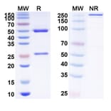SDS-PAGE - Anti-SIGLEC15 Antibody [AB-25E9] Biosimilar - BSA and Azide free (A340247) - Antibodies.com