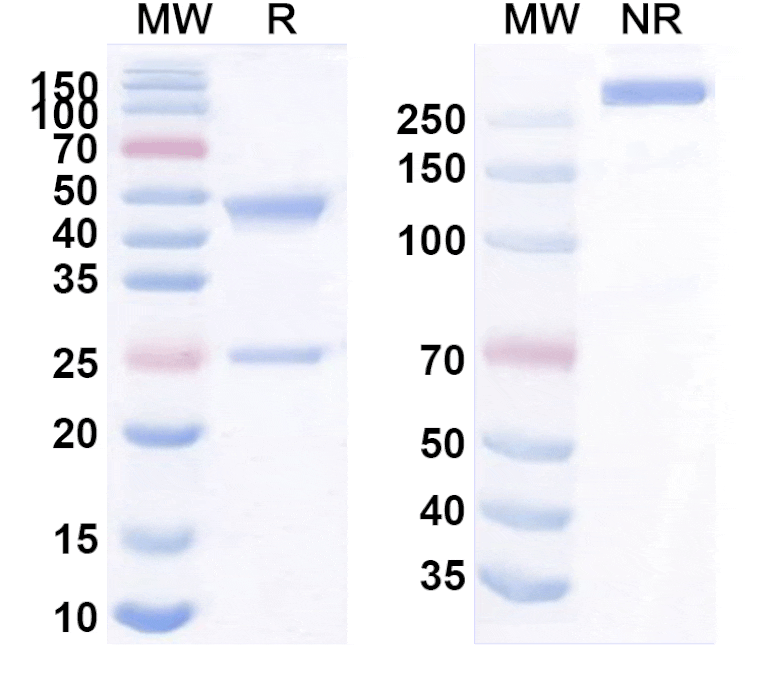 SDS-PAGE - Anti-SIGLEC15 Antibody [BSI-6T] Biosimilar - BSA and Azide free (A340248) - Antibodies.com