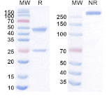SDS-PAGE - Anti-SIGLEC15 Antibody [BSI-6T] Biosimilar - BSA and Azide free (A340248) - Antibodies.com