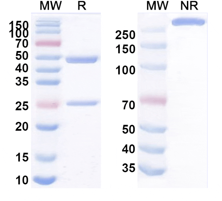 SDS-PAGE - Anti-SIGLEC15 Antibody [DS151] Biosimilar - BSA and Azide free (A340249) - Antibodies.com