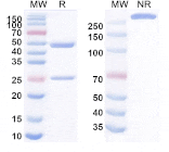 SDS-PAGE - Anti-SIGLEC15 Antibody [DS151] Biosimilar - BSA and Azide free (A340249) - Antibodies.com