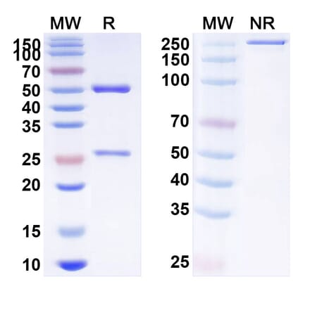 SDS-PAGE - Anti-SIRP alpha Antibody [AL8] Biosimilar - BSA and Azide free (A340252) - Antibodies.com