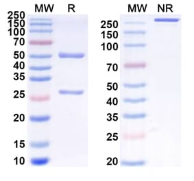 SDS-PAGE - Anti-SIRP alpha Antibody [CC-95251] Biosimilar - BSA and Azide free (A340254) - Antibodies.com