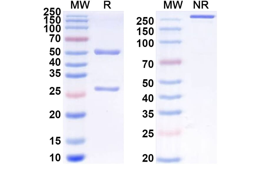 SDS-PAGE - Anti-SIRP alpha Antibody [CC-95251] Biosimilar - BSA and Azide free (A340254) - Antibodies.com