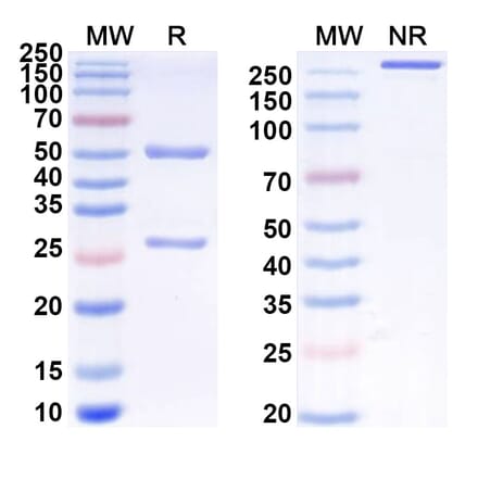 SDS-PAGE - Anti-SIRP alpha Antibody [CC-95251] Biosimilar - BSA and Azide free (A340254) - Antibodies.com