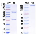 SDS-PAGE - Anti-SIRP alpha Antibody [CC-95251] Biosimilar - BSA and Azide free (A340254) - Antibodies.com