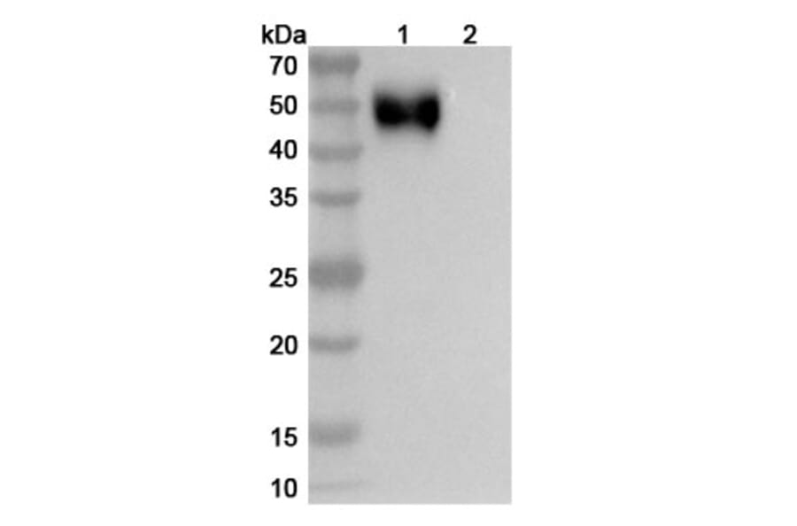 SDS-PAGE - Anti-SIRP alpha Antibody [CC-95251] Biosimilar - BSA and Azide free (A340254) - Antibodies.com