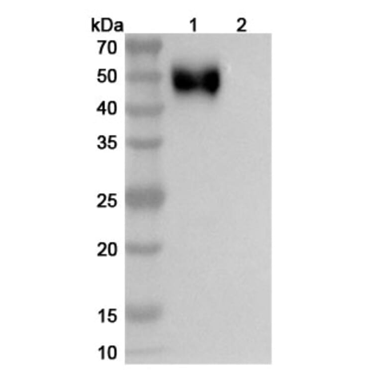 SDS-PAGE - Anti-SIRP alpha Antibody [CC-95251] Biosimilar - BSA and Azide free (A340254) - Antibodies.com