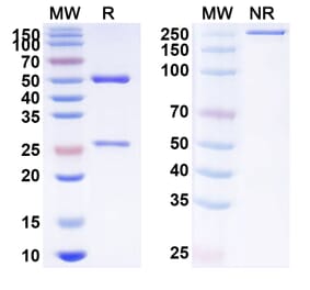 SDS-PAGE - Anti-SIRP alpha Antibody [ES4] Biosimilar - BSA and Azide free (A340255) - Antibodies.com