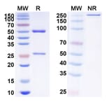 SDS-PAGE - Anti-SIRP alpha Antibody [ES4] Biosimilar - BSA and Azide free (A340255) - Antibodies.com