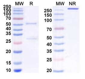 SDS-PAGE - Anti-SIRP alpha Antibody [OSE-172] Biosimilar - BSA and Azide free (A340256) - Antibodies.com