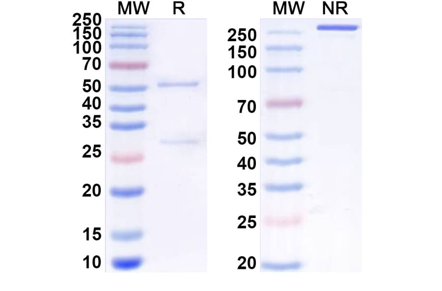 SDS-PAGE - Anti-SIRP alpha Antibody [OSE-172] Biosimilar - BSA and Azide free (A340256) - Antibodies.com