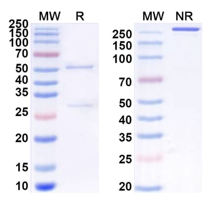 SDS-PAGE - Anti-SIRP alpha Antibody [OSE-172] Biosimilar - BSA and Azide free (A340256) - Antibodies.com