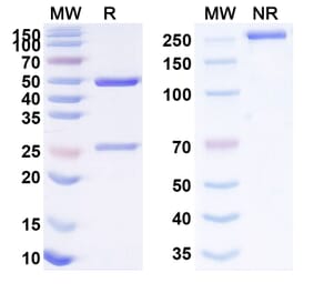 SDS-PAGE - Anti-SLAMF6 Antibody [SGN-CD352A] Biosimilar - BSA and Azide free (A340257) - Antibodies.com