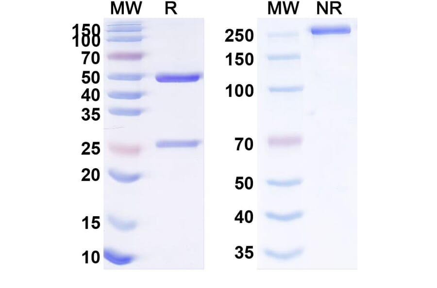 SDS-PAGE - Anti-SLAMF7 Antibody [BSI-46] Biosimilar - BSA and Azide free (A340258) - Antibodies.com