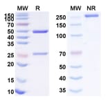 SDS-PAGE - Anti-SLAMF7 Antibody [BSI-46] Biosimilar - BSA and Azide free (A340258) - Antibodies.com