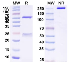SDS-PAGE - Anti-SLAMF7 Antibody [PDL241] Biosimilar - BSA and Azide free (A340259) - Antibodies.com