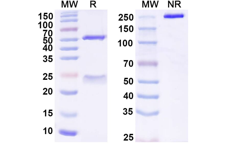 SDS-PAGE - Anti-SLAMF7 Antibody [PDL241] Biosimilar - BSA and Azide free (A340259) - Antibodies.com