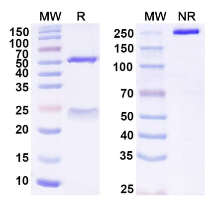SDS-PAGE - Anti-SLAMF7 Antibody [PDL241] Biosimilar - BSA and Azide free (A340259) - Antibodies.com
