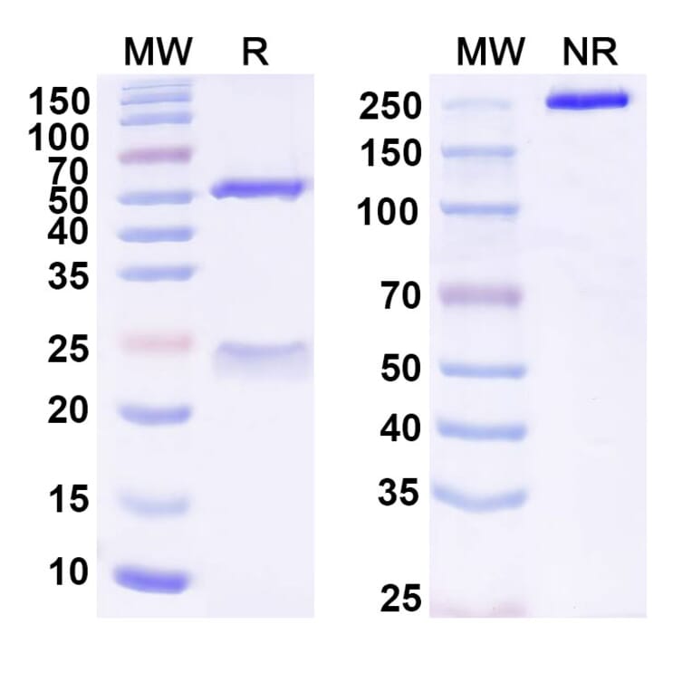 SDS-PAGE - Anti-SLAMF7 Antibody [PDL241] Biosimilar - BSA and Azide free (A340259) - Antibodies.com