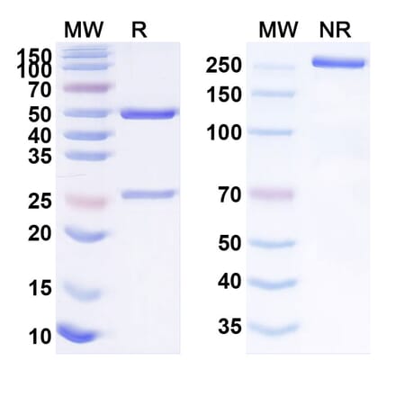 SDS-PAGE - Anti-ST6GAL1 Antibody [EBU-141 Tetra] Biosimilar - BSA and Azide free (A340261) - Antibodies.com