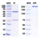 SDS-PAGE - Anti-ST6GAL1 Antibody [EBU-141 Tetra] Biosimilar - BSA and Azide free (A340261) - Antibodies.com