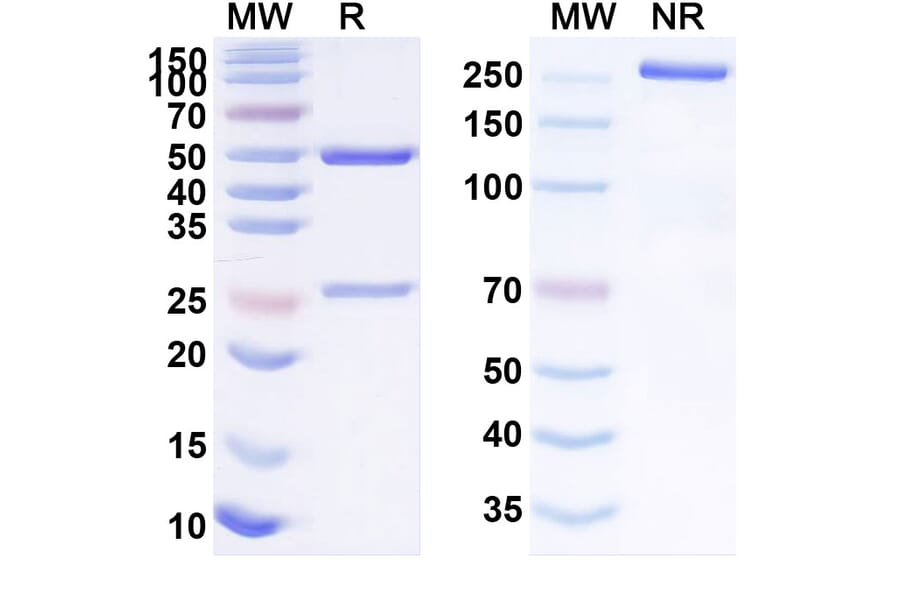 SDS-PAGE - Anti-STAT3 Antibody [SBT-1] Biosimilar - BSA and Azide free (A340262) - Antibodies.com