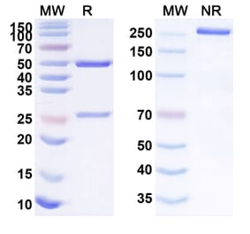 SDS-PAGE - Anti-TROP2 Antibody [BAT86] Biosimilar - BSA and Azide free (A340263) - Antibodies.com