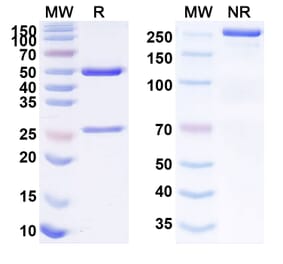 SDS-PAGE - Anti-TROP2 Antibody [BAT83] Biosimilar - BSA and Azide free (A340264) - Antibodies.com